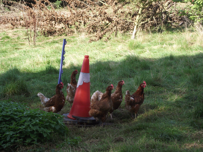 Hens scratching about in Sileby, Leicestershire