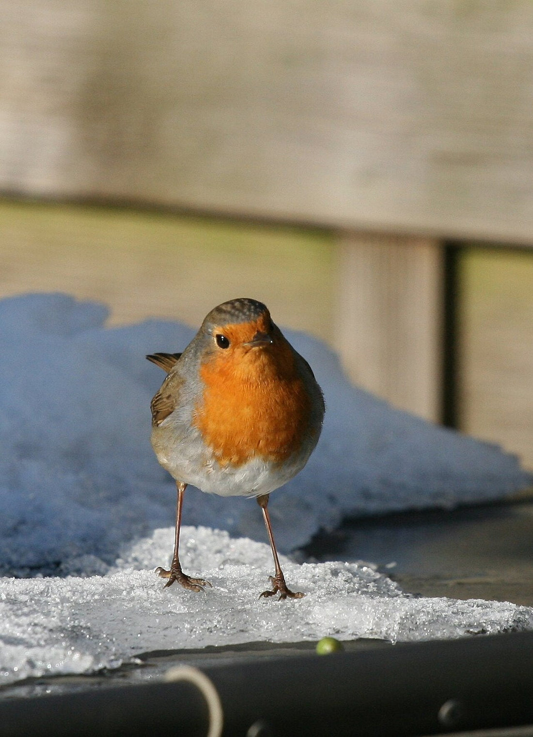 A robin perched in the snow