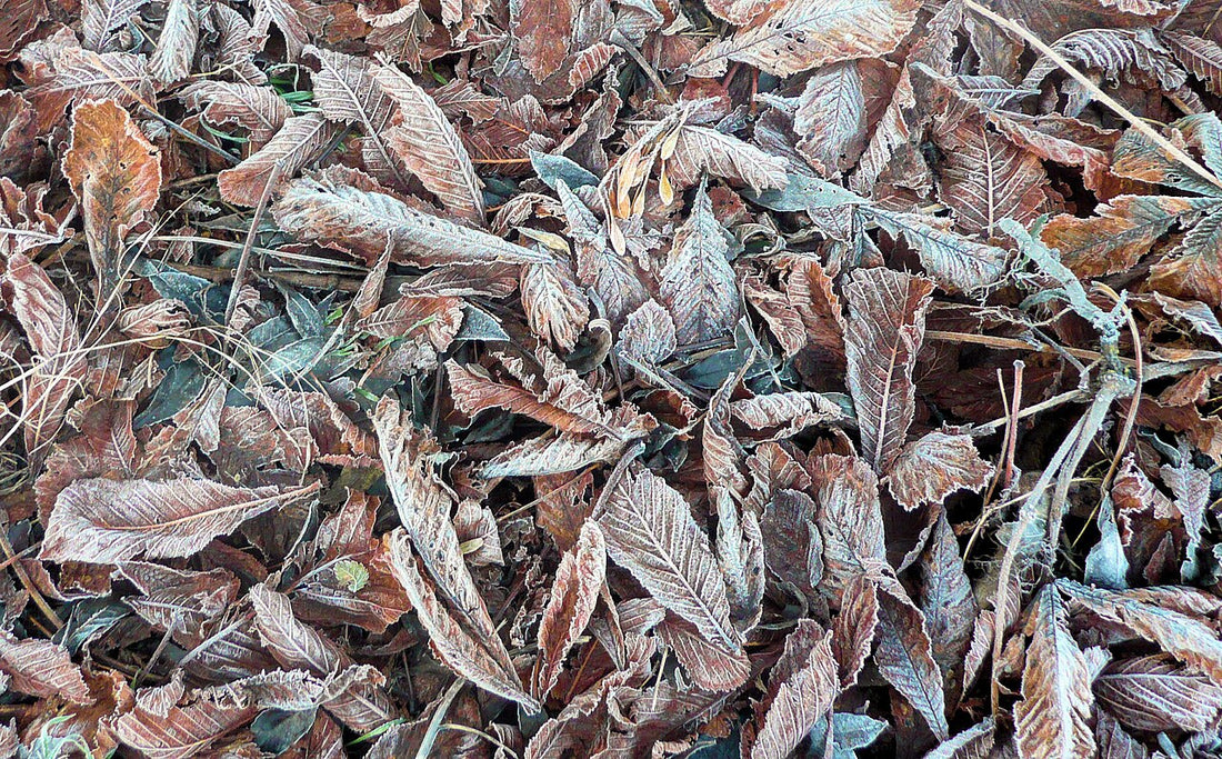 Frost on fallen leaves on a cold winter morning