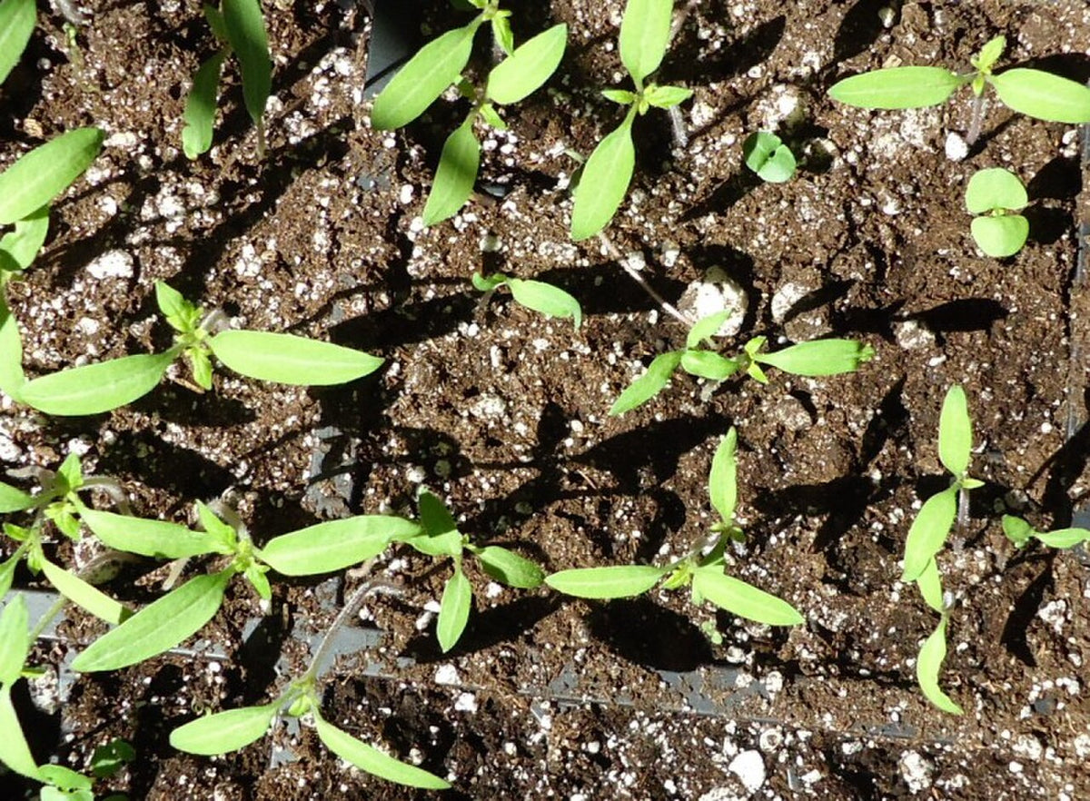 Young tomato and basil seedlings growing in a seed tray