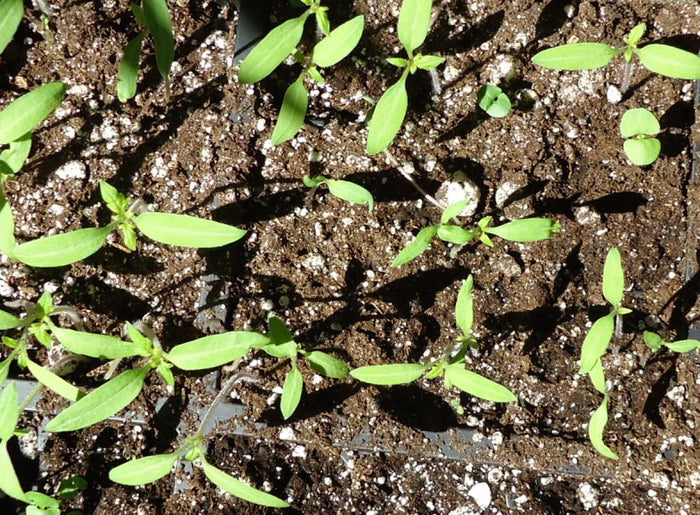 Young tomato and basil seedlings growing in a seed tray