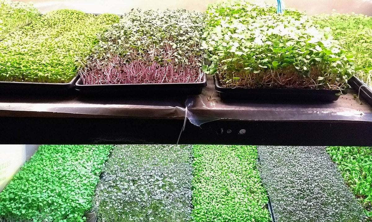 Trays of fresh microgreens