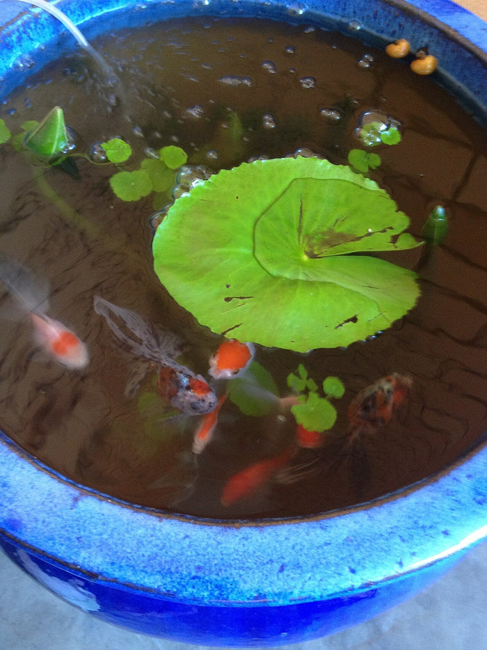 Goldfish swimming in a garden pond