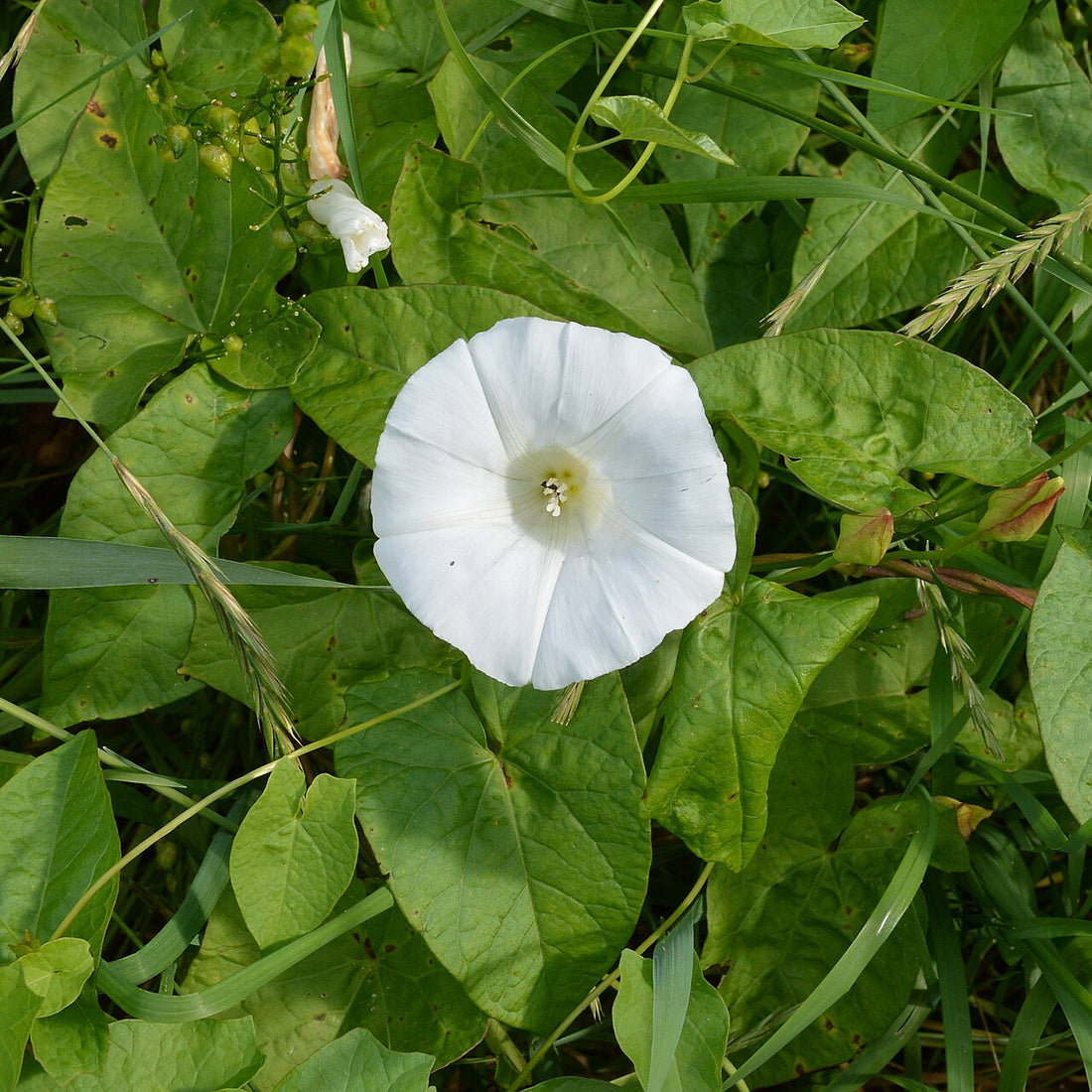 Hedge bindweed with white trumpet flowers twining through a hedge