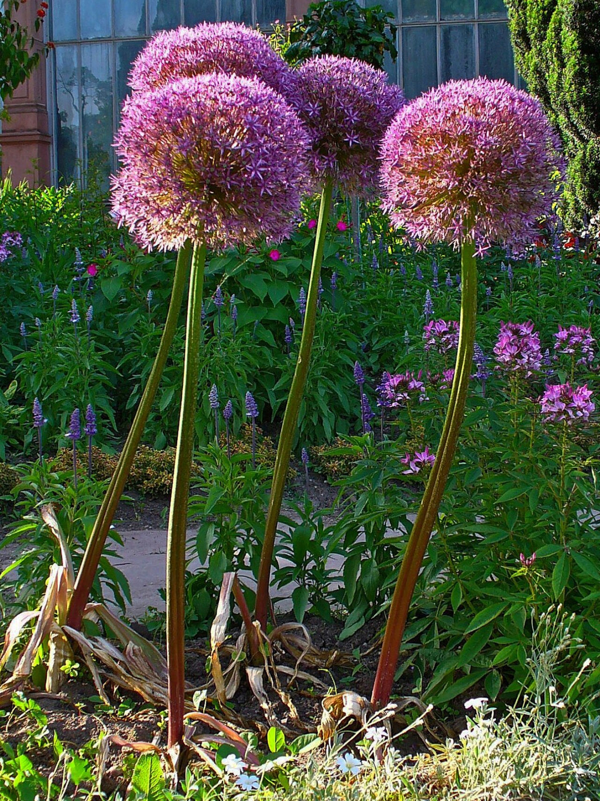 Round purple allium flower heads