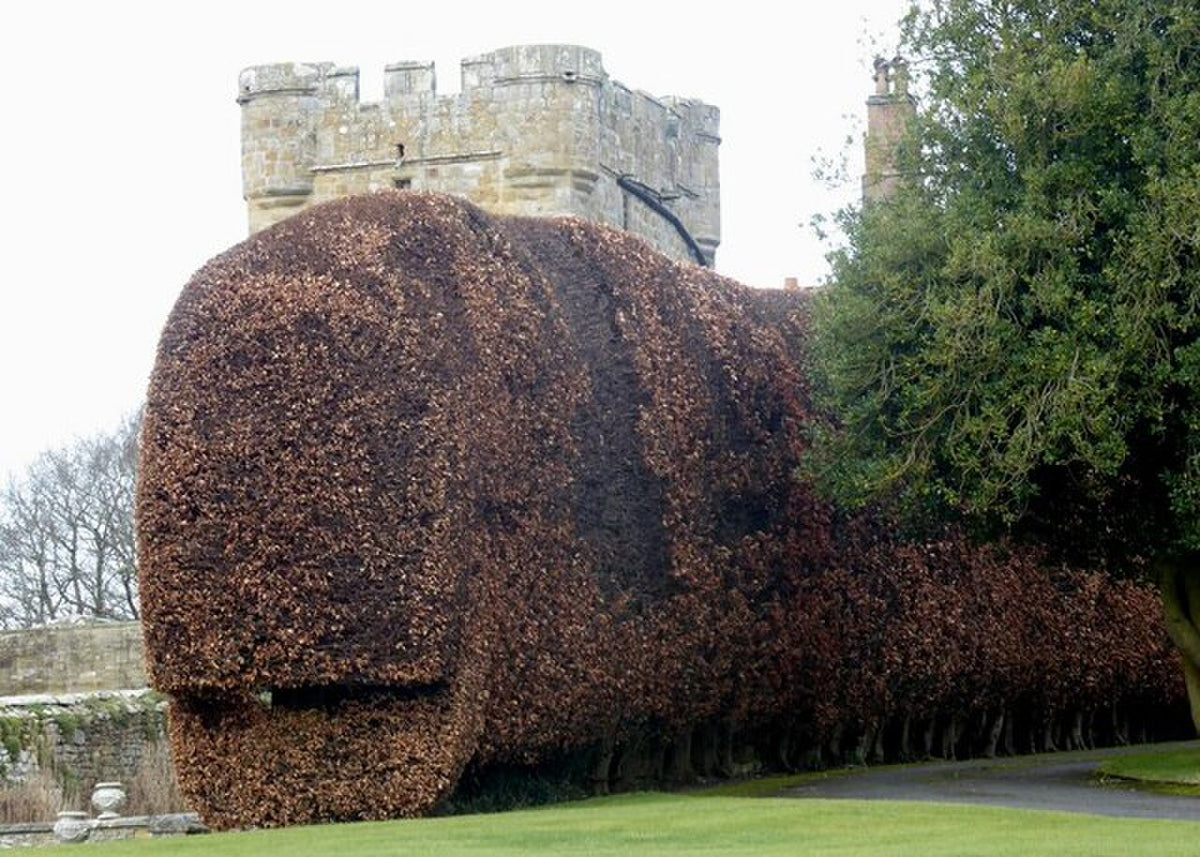 A neatly clipped beech hedge