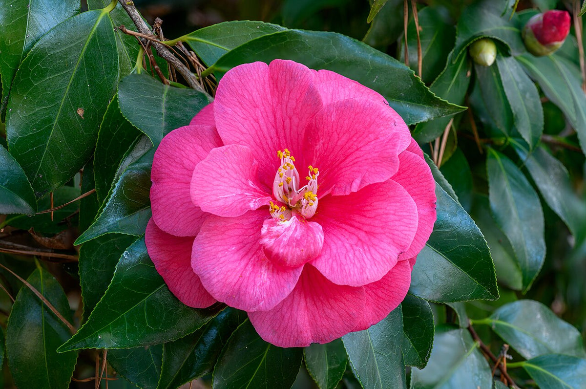 A camellia flower among glossy green leaves