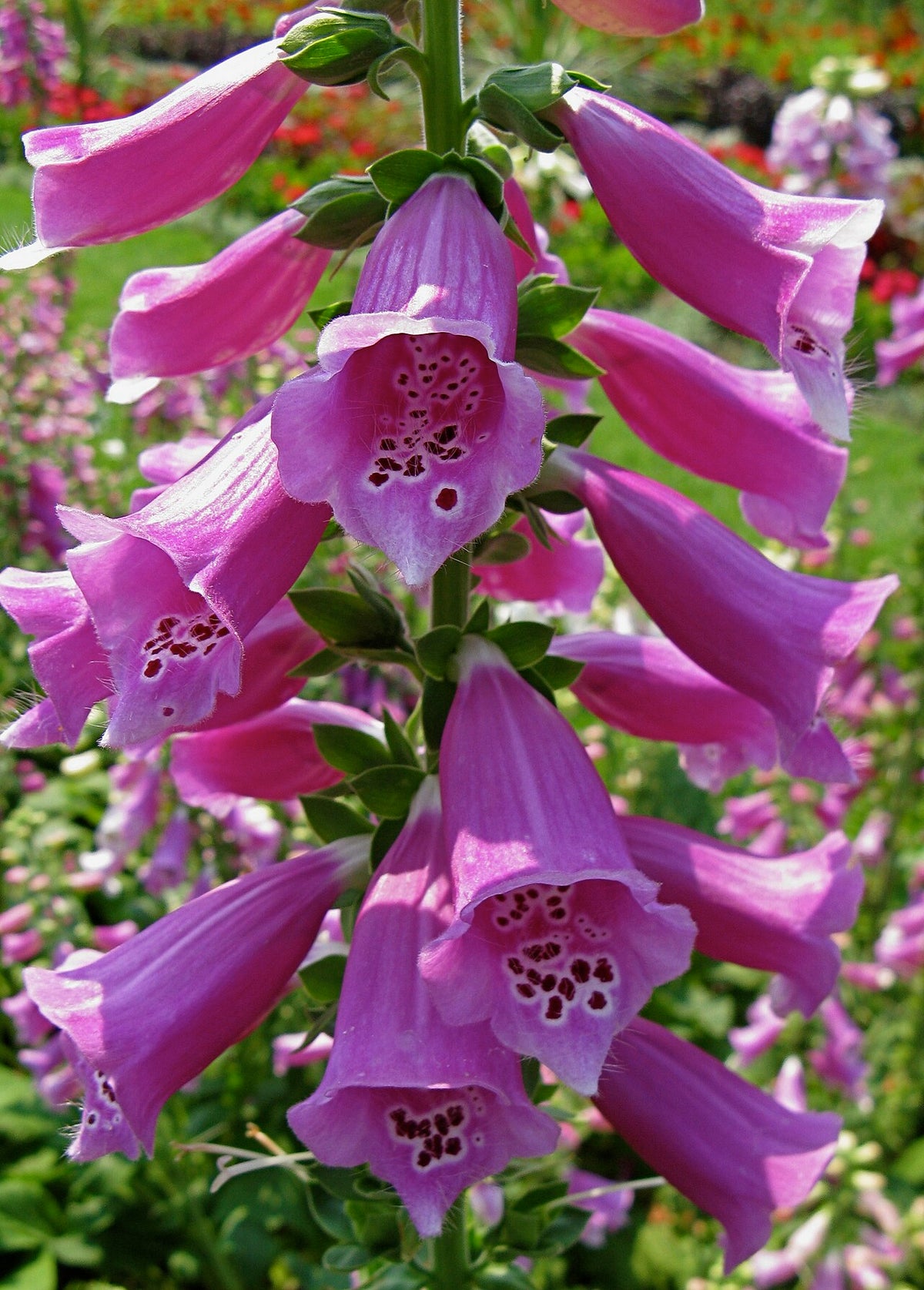 Foxglove flower spikes