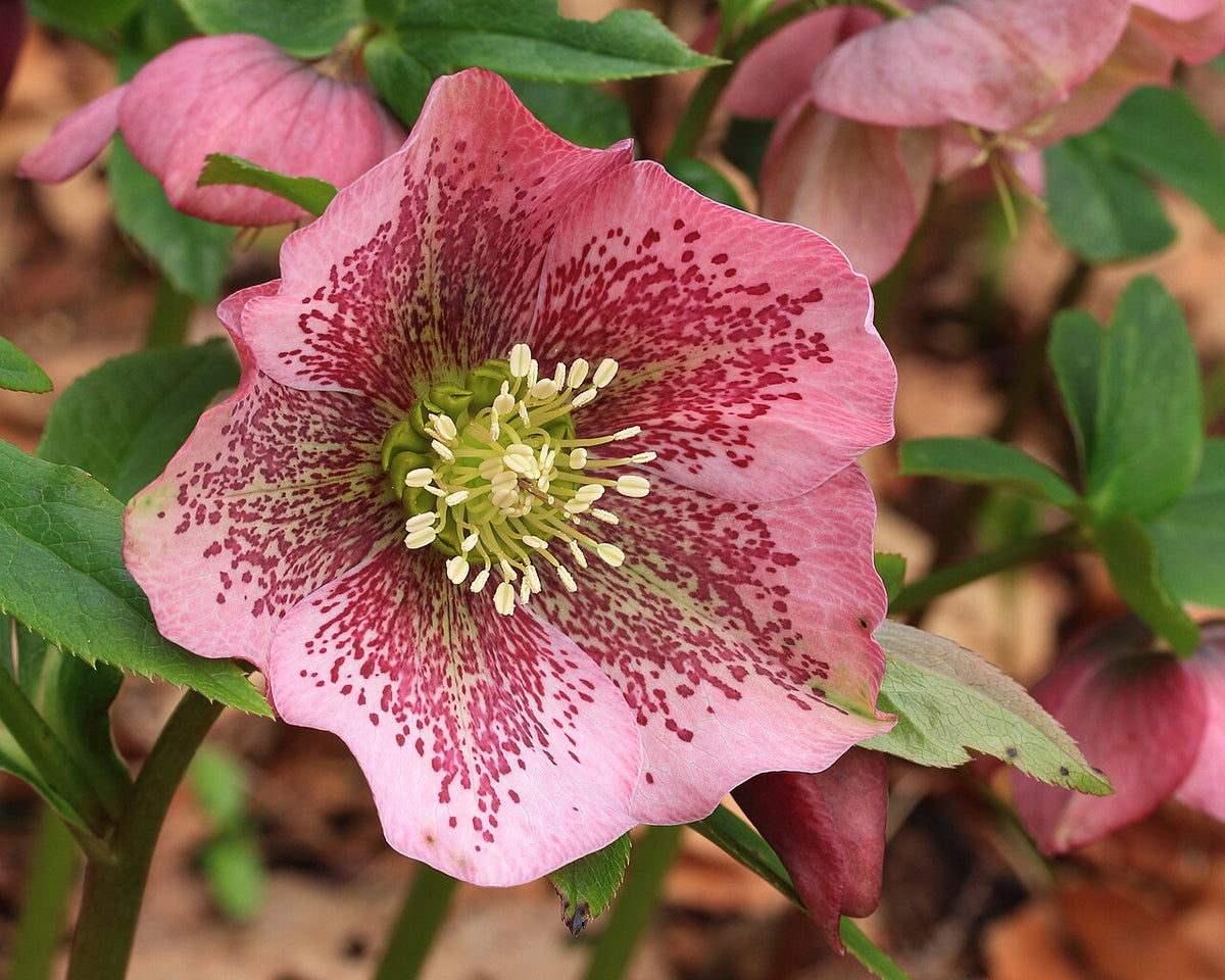 Hellebore flowers in late winter