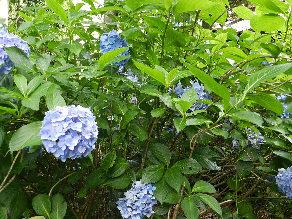 Blue mophead hydrangea flowers