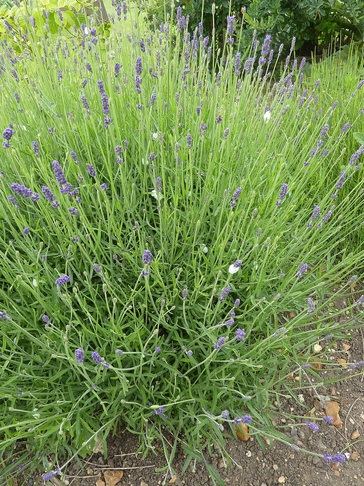 A compact English lavender plant in flower