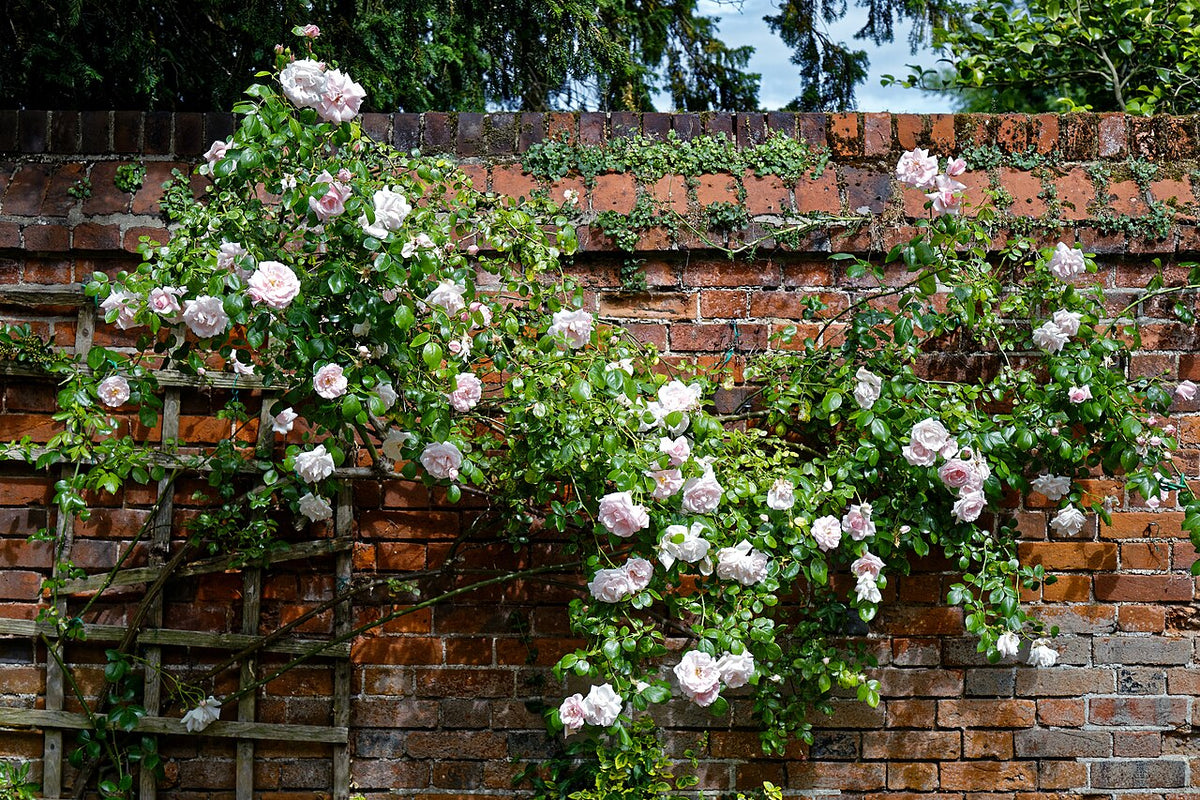 A pink climbing rose on a garden trellis in Essex
