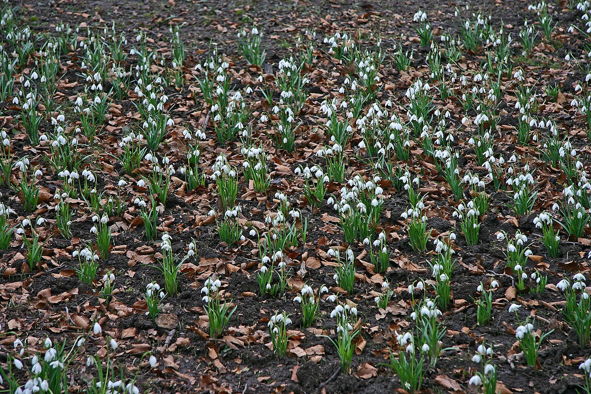 A carpet of white snowdrops