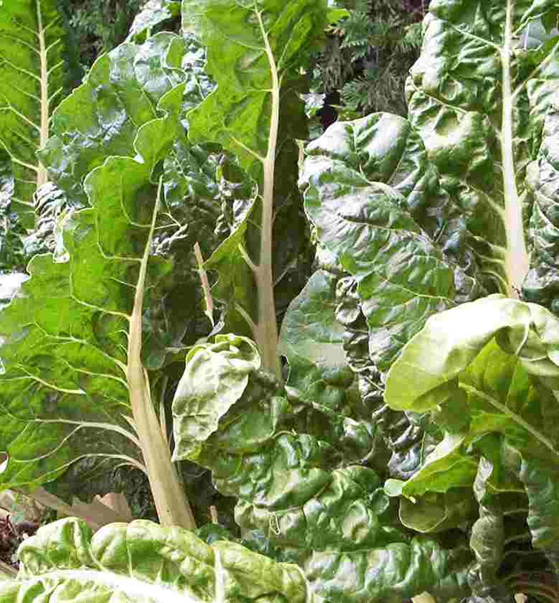 Baby chard