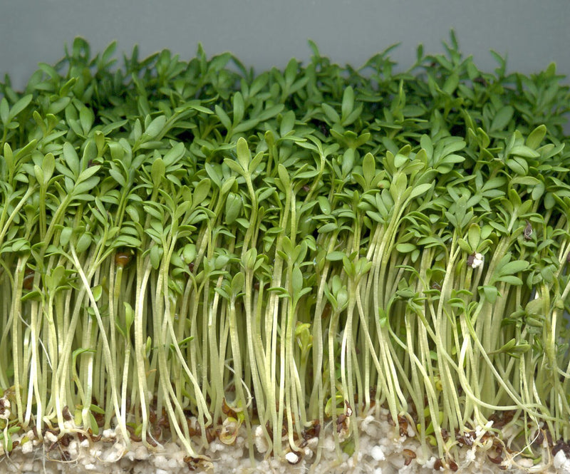 Cress