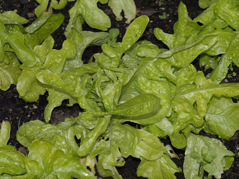 Salad leaves