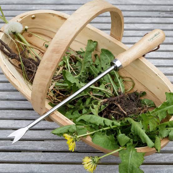Burgon & Ball RHS Stainless Steel Dandelion Weeder